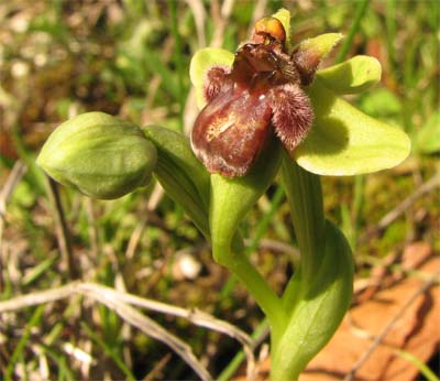 Ophrys bombyliflora